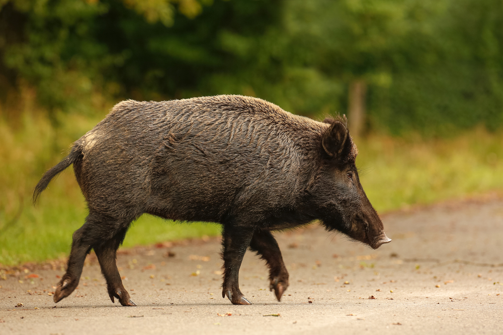 Az utcákat túrják a vaddisznók a Balatonnál